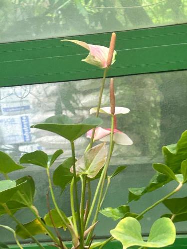 IMG-20240425-WA0106
